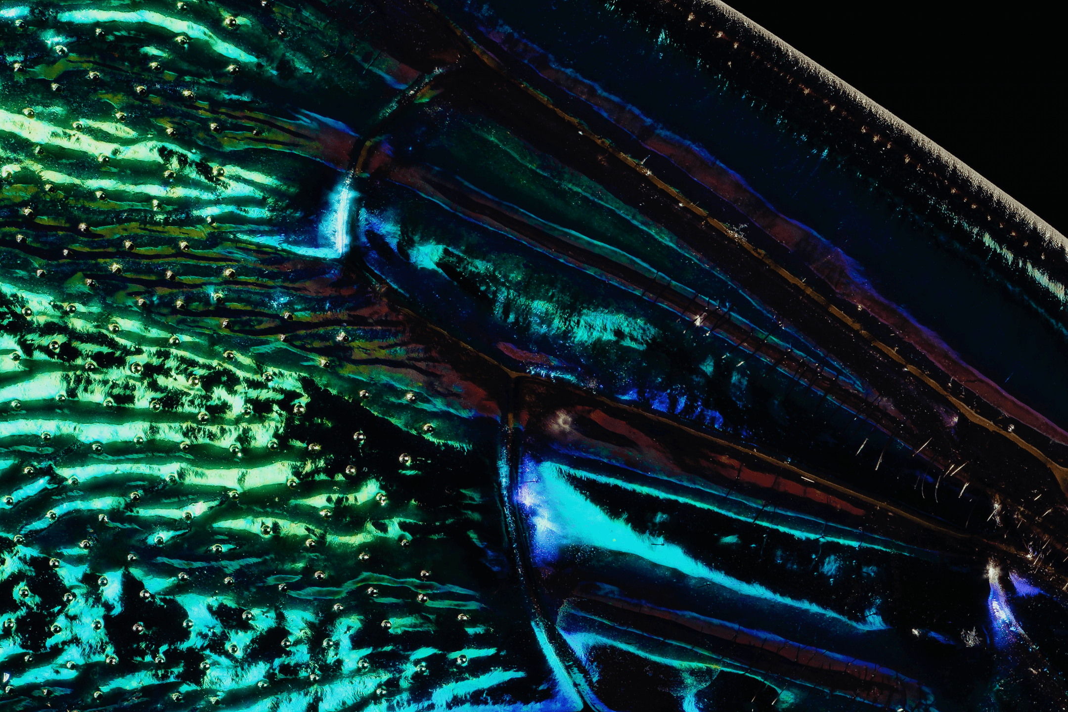 macro shot of green, blue and purple insect wing