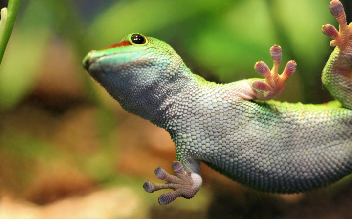 green gecko captured from underneath