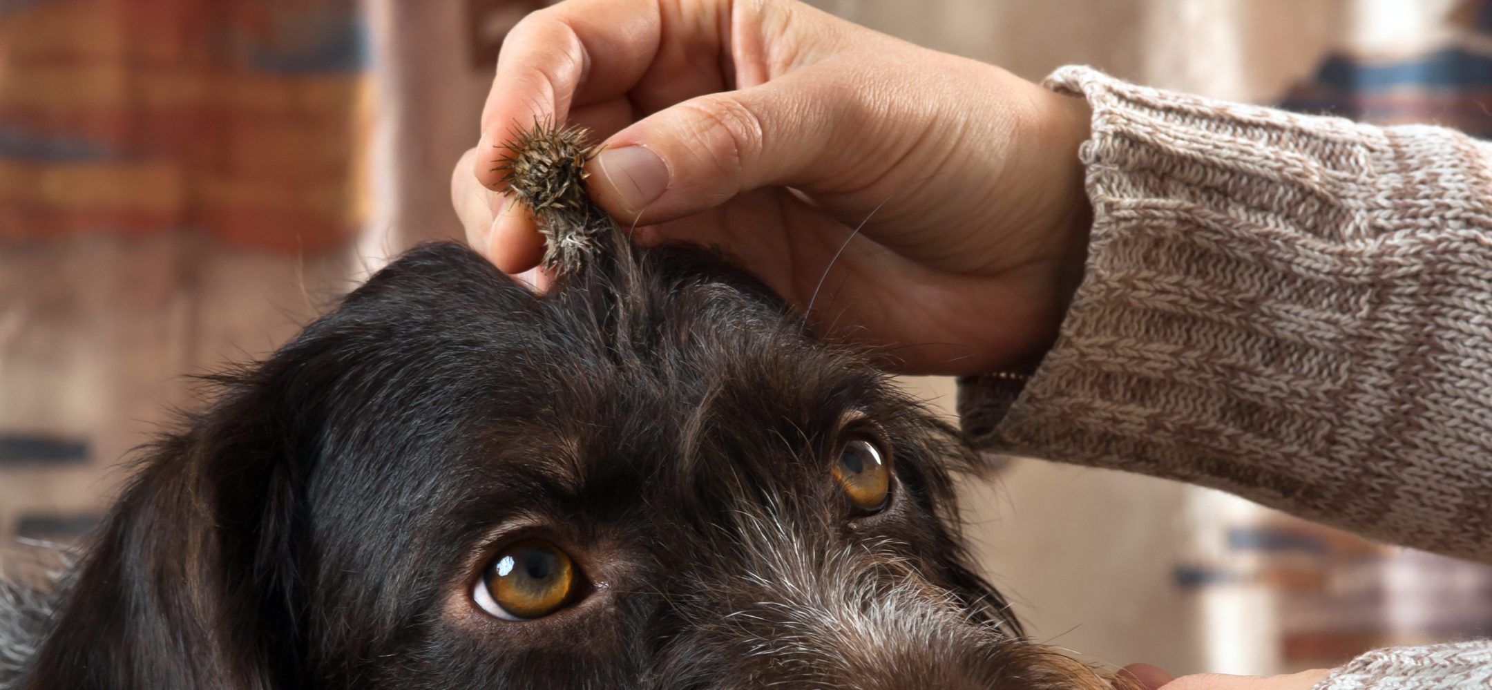 hand removes a burdock see from a dogs fur, close up