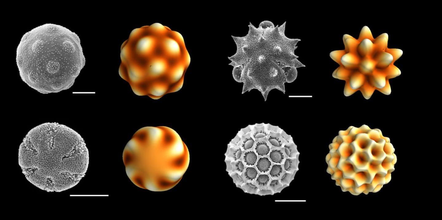 Pollen Pattern Design Patterns in Pollen Grains Form Without Using Energy — Biological ...