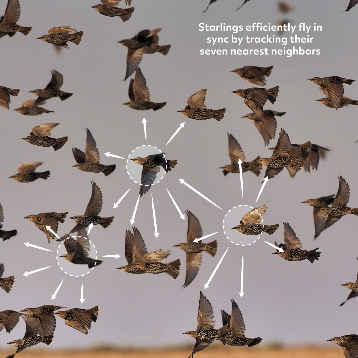 A group of birds with circles and arrows indicating how they track each others' movements