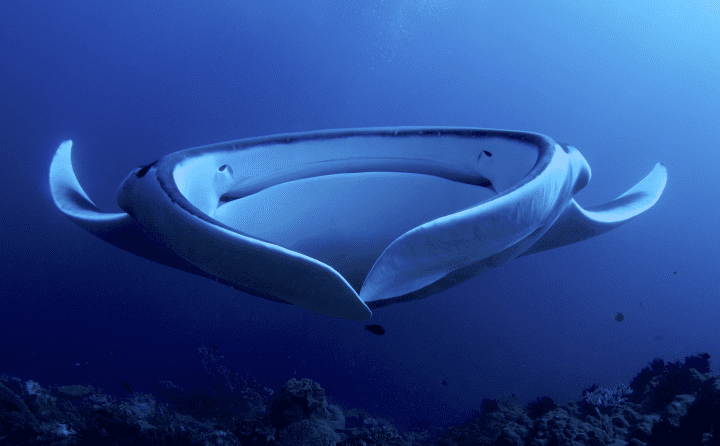 white and blue manta ray under water
