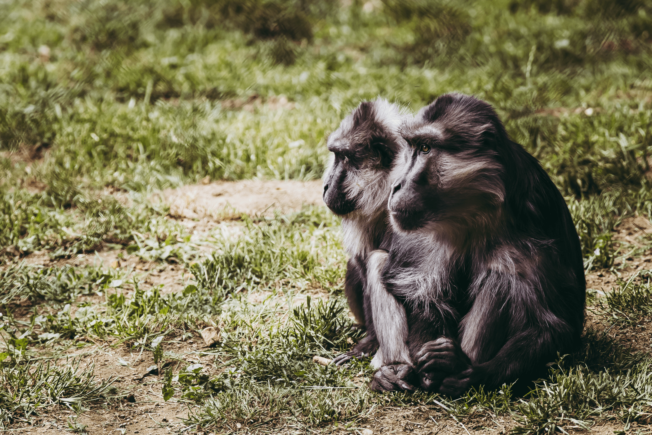 two black and white monkeys sit next to each other in the grass
