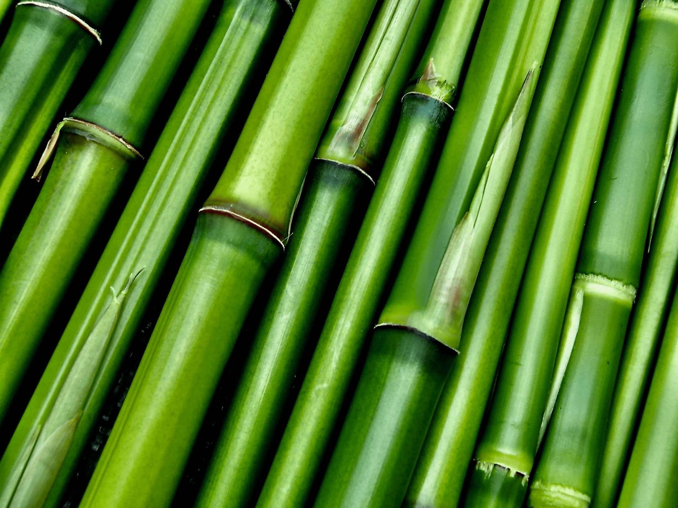 close up photograph of green bamboo sticks