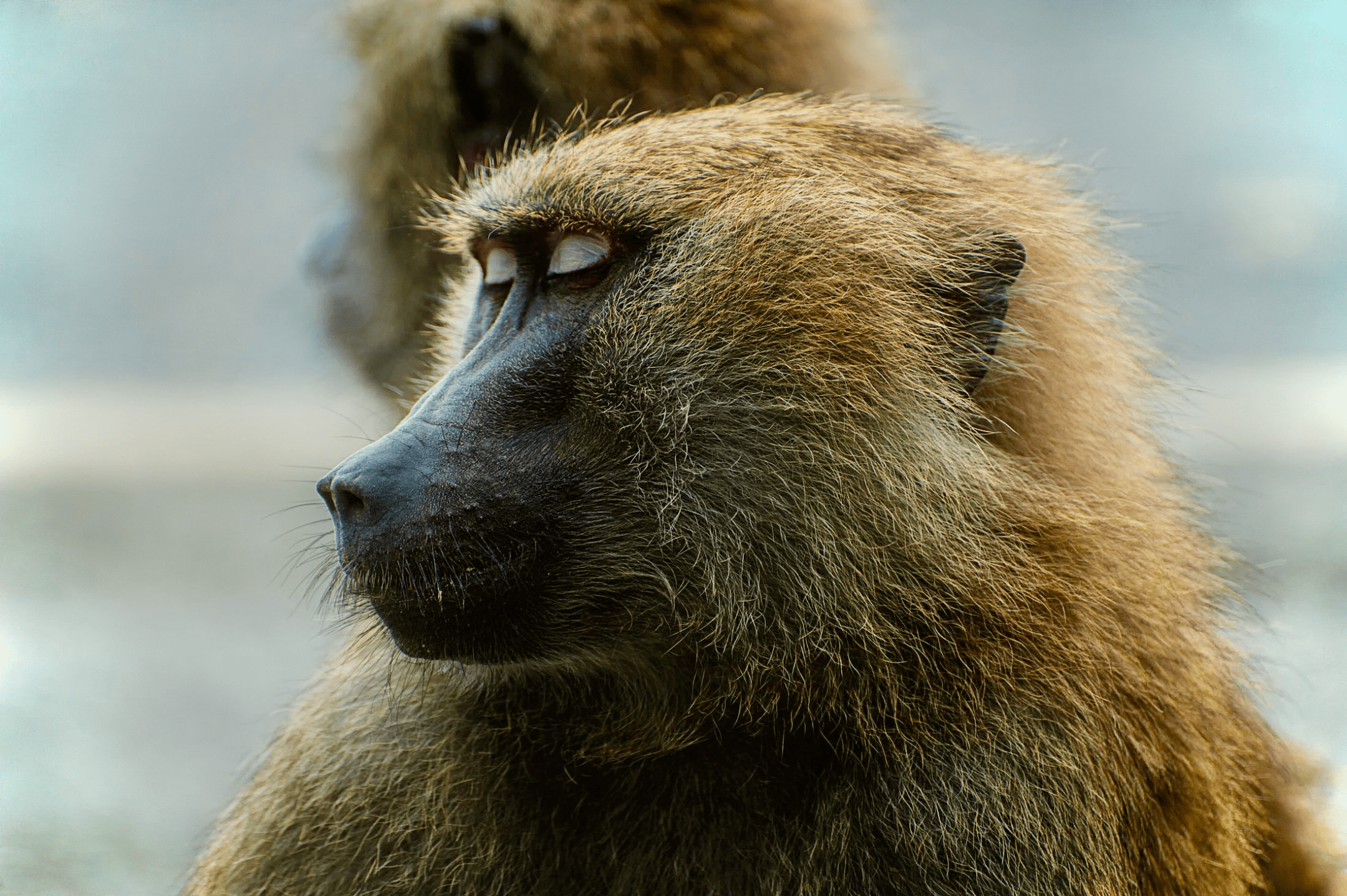 brown and black monkey during daytime