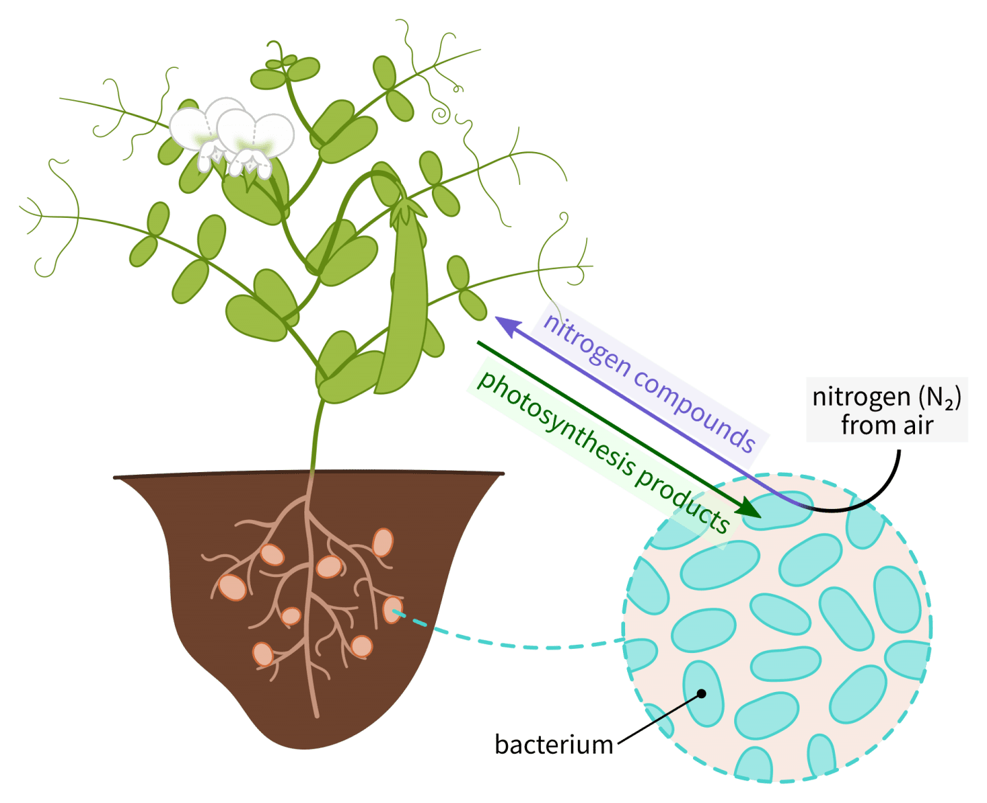 Nitrogen-fixing bacteria