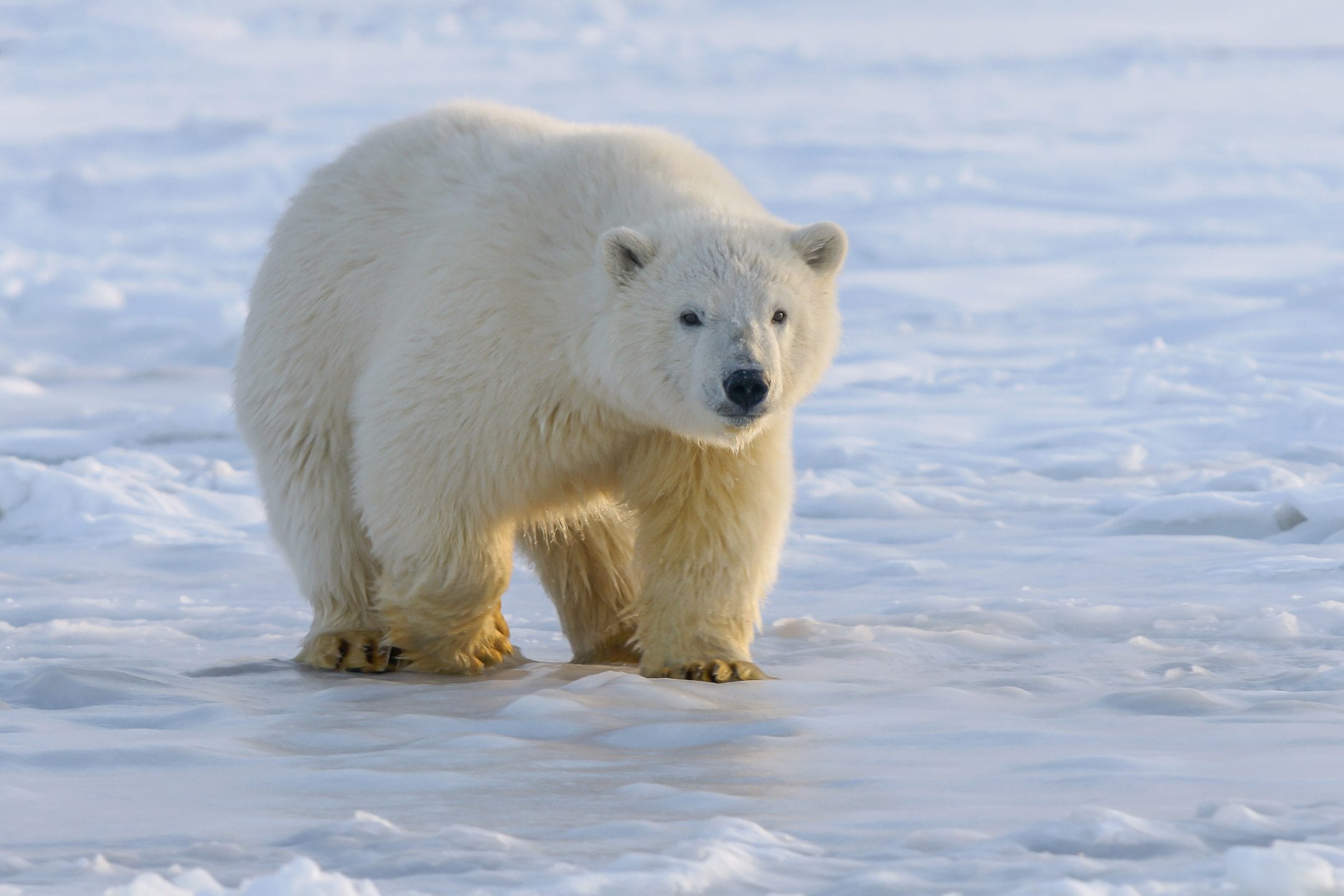 a white polar bear walks on a snowy surface with sunlight shining on its side