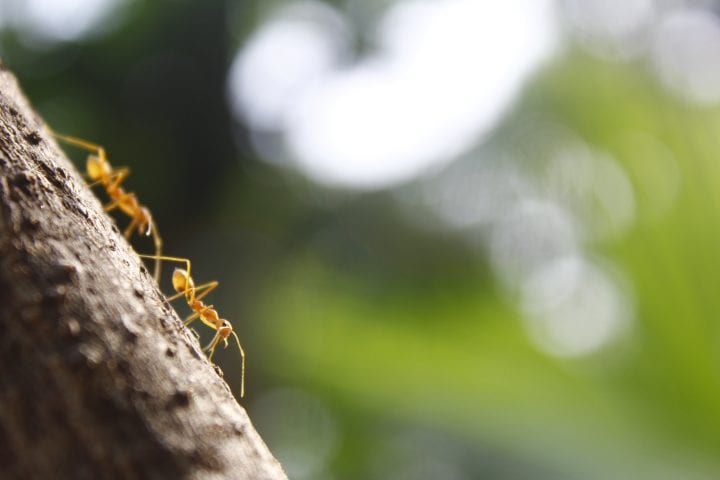two yellow gold ants walk diagonally down a tree branch against a blurry green background