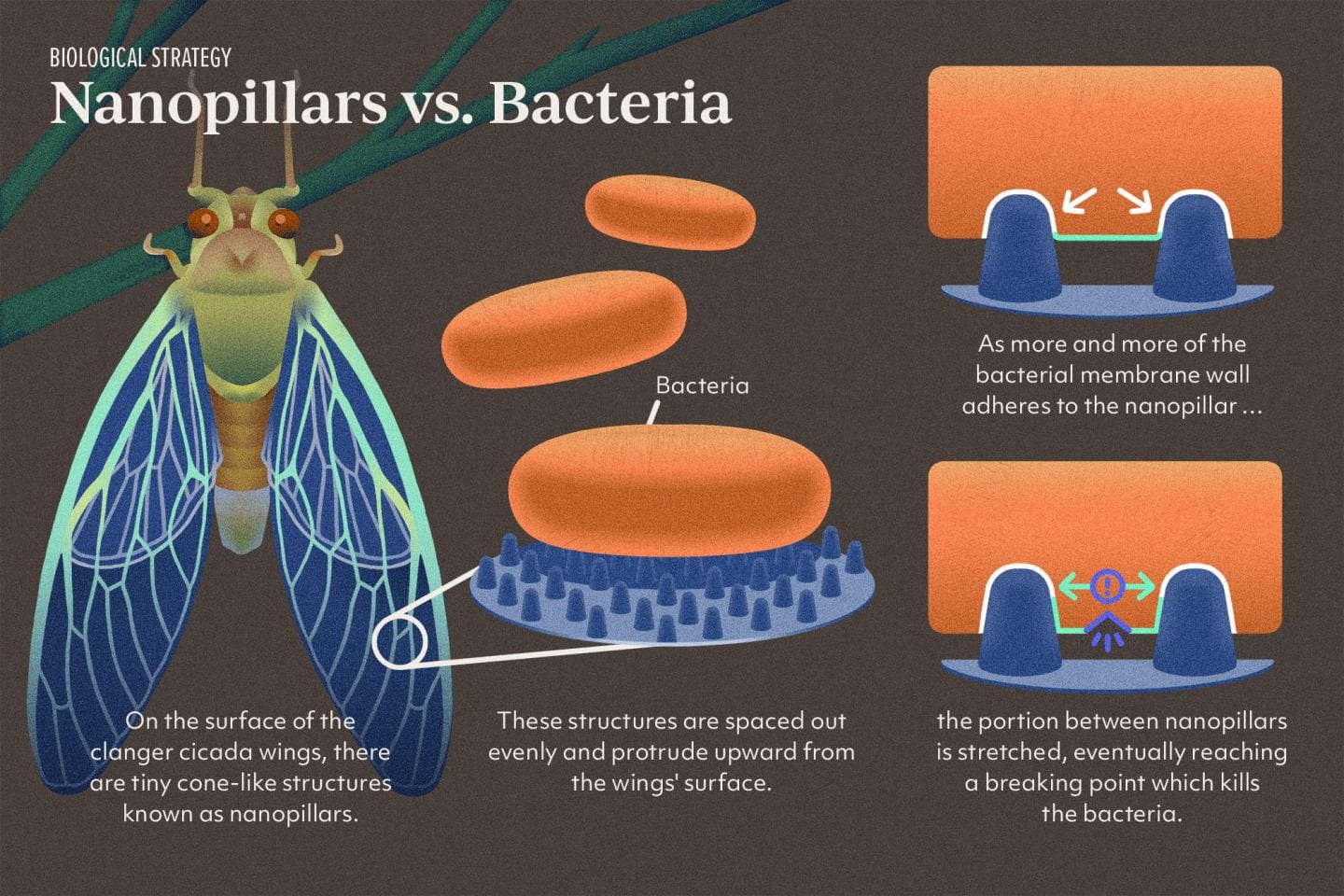 Nanopillars vs. Bacteria