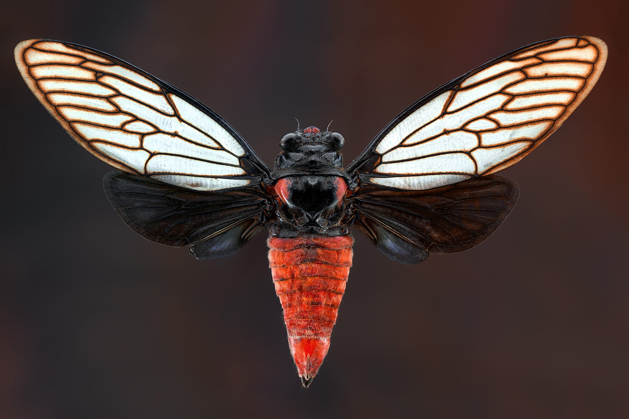 Cicada