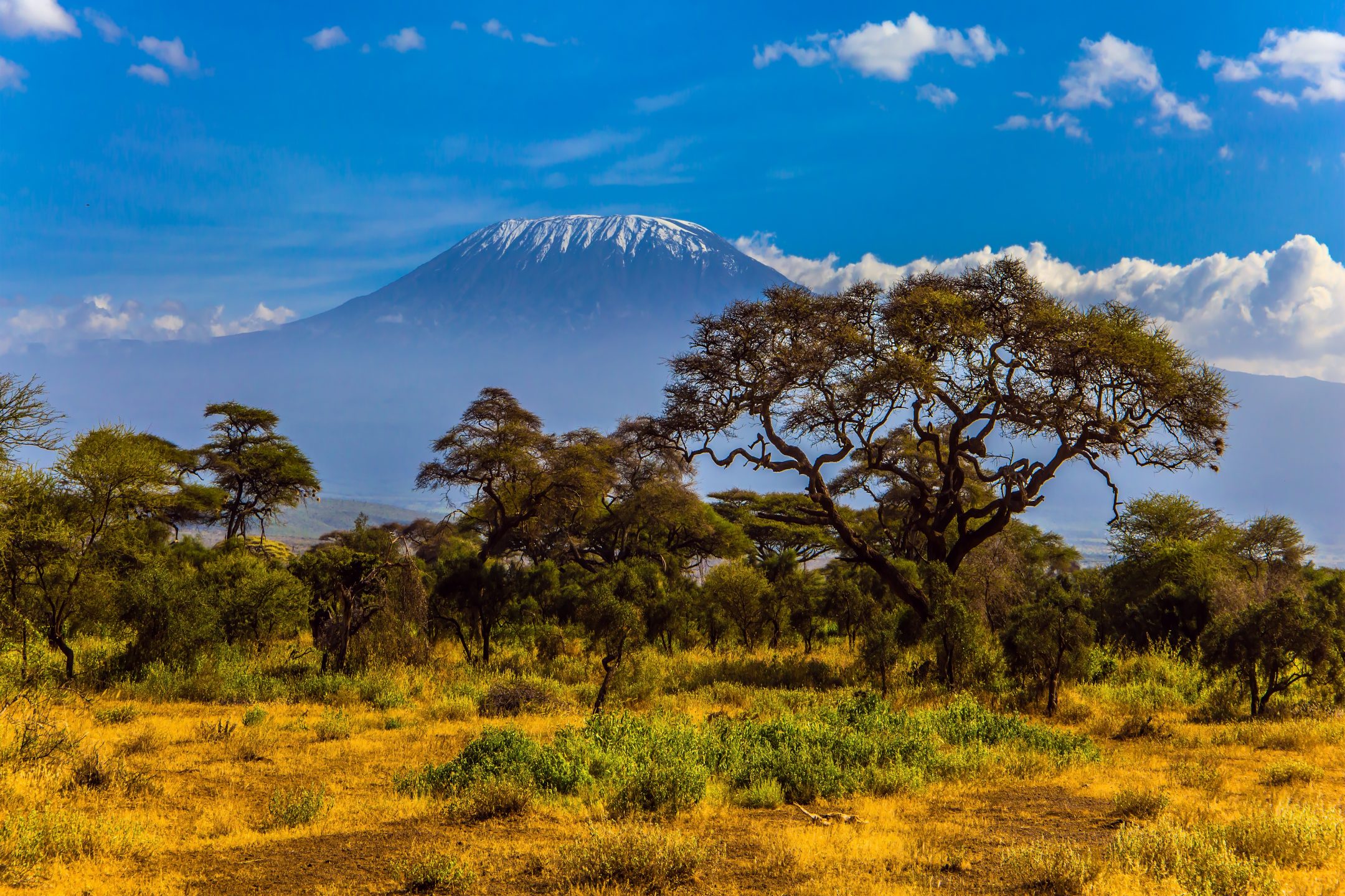mount kilimanjaro is seen in the background of a savanna landscape in africa during golden hour