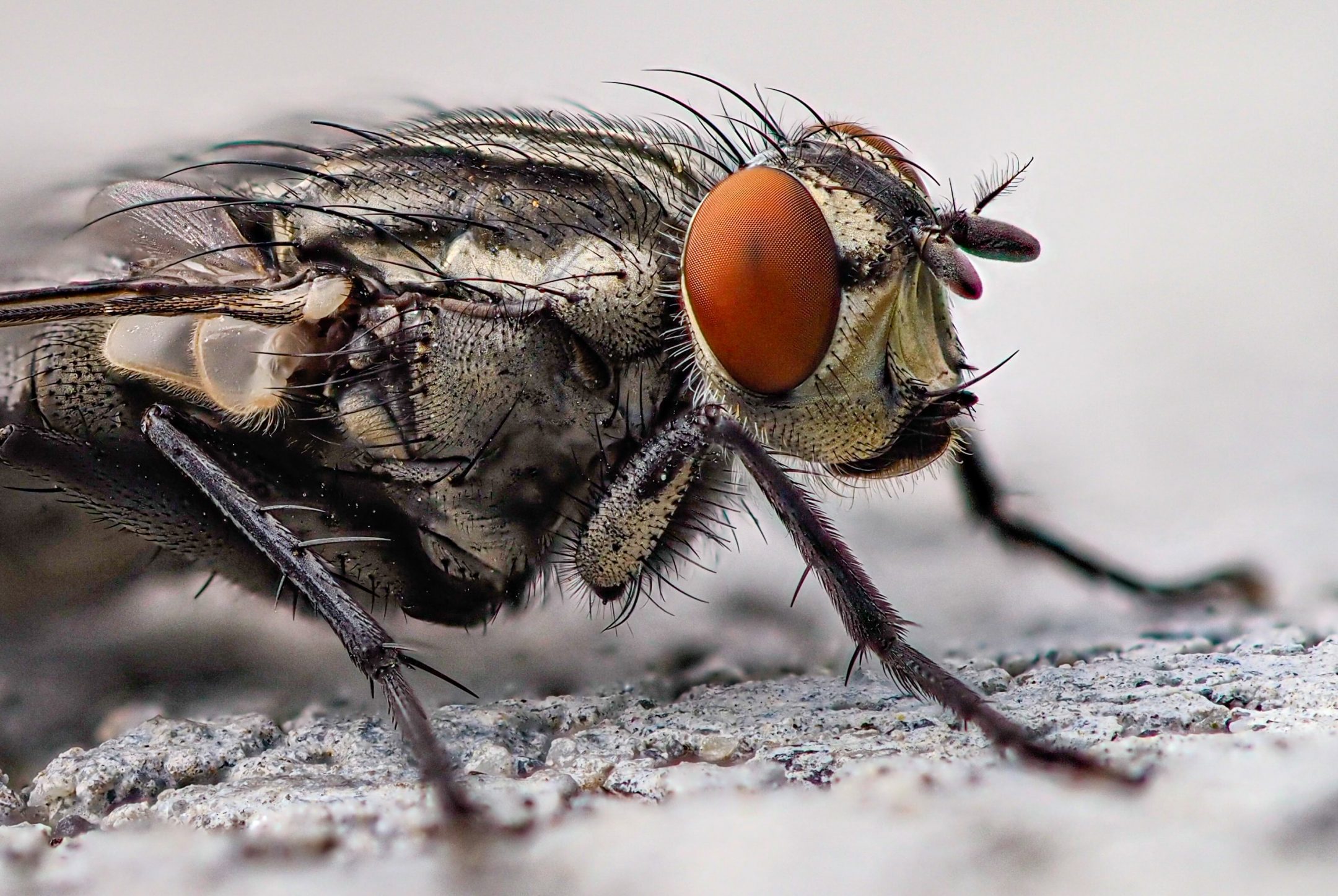 Digested Fly Food Digested Externally — Biological Strategy — AskNature