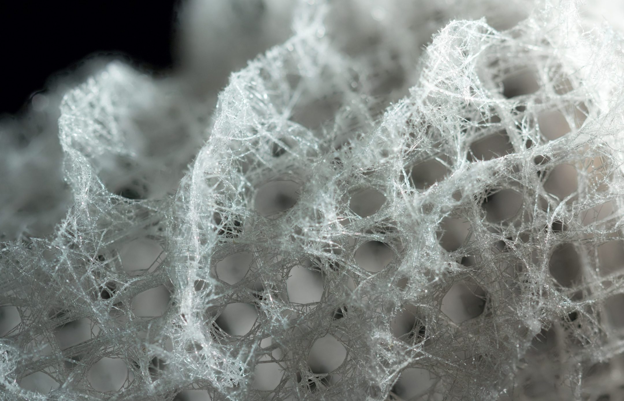 close up photograph of a white sea sponge against a black background