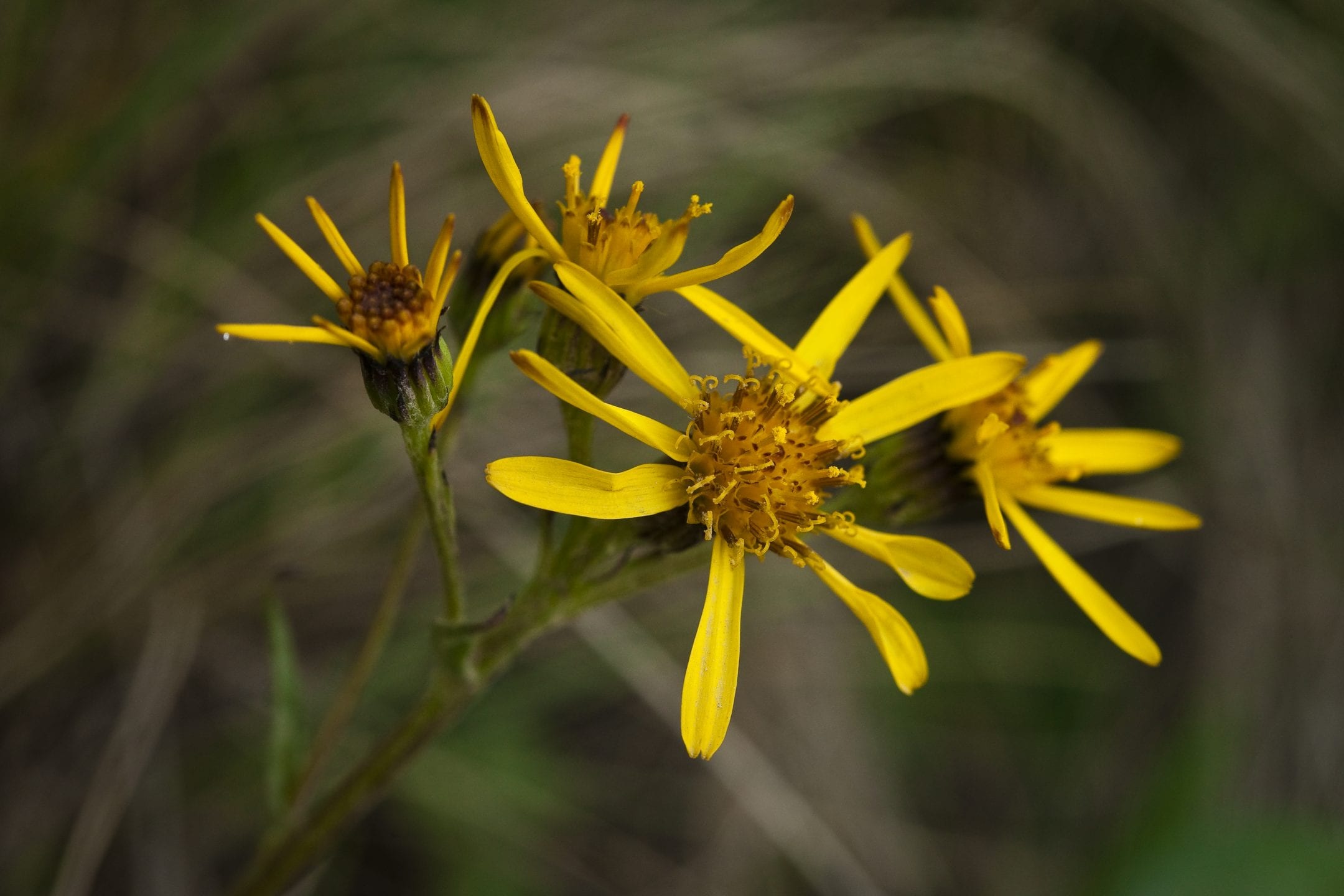 bright yellow black-tipped groundsel flowers