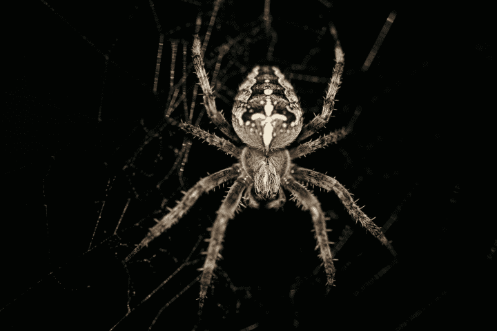 brown, black and white spider on web against black background