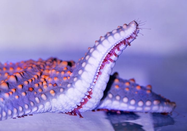 Suctioning tubes protrude from the arm of a sea star
