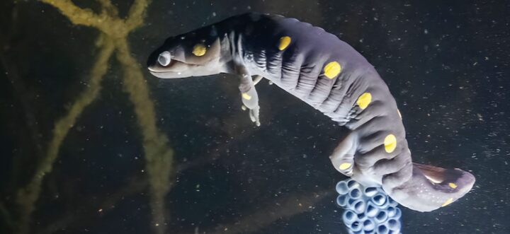 A spotted salamander lays a clutch of eggs underwater