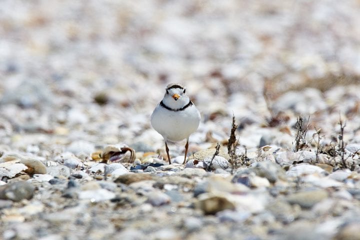 Piping plover staring at camera