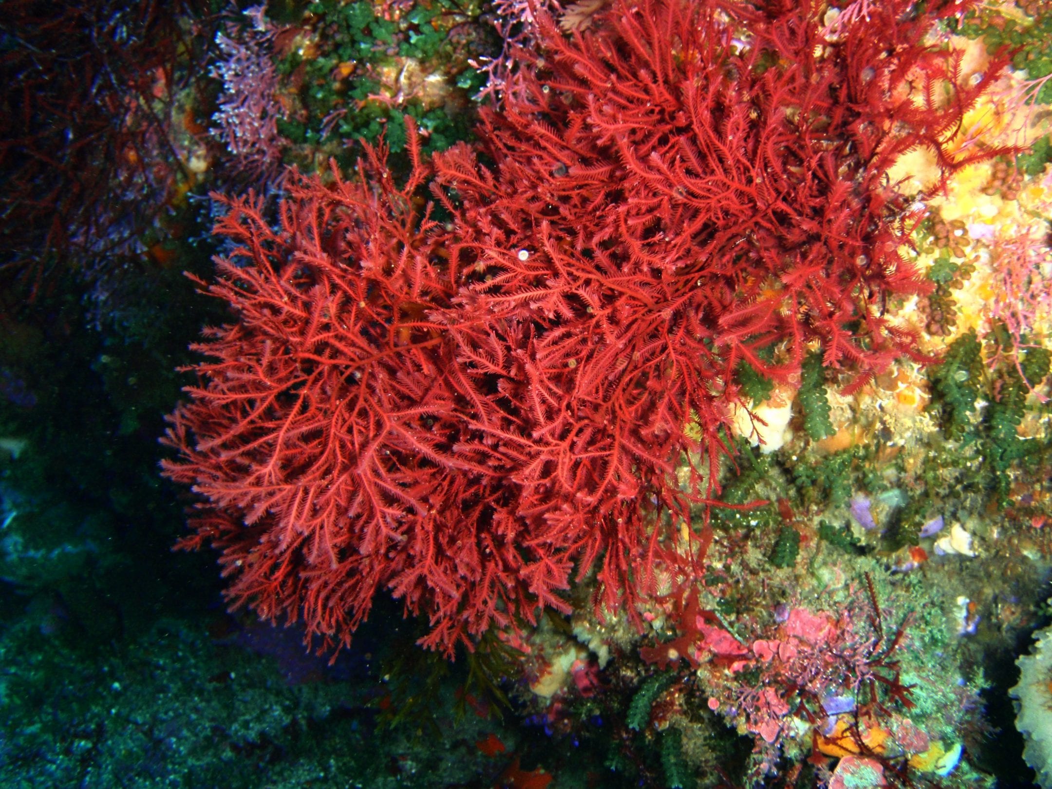 red seaweed grows in a reef underwater