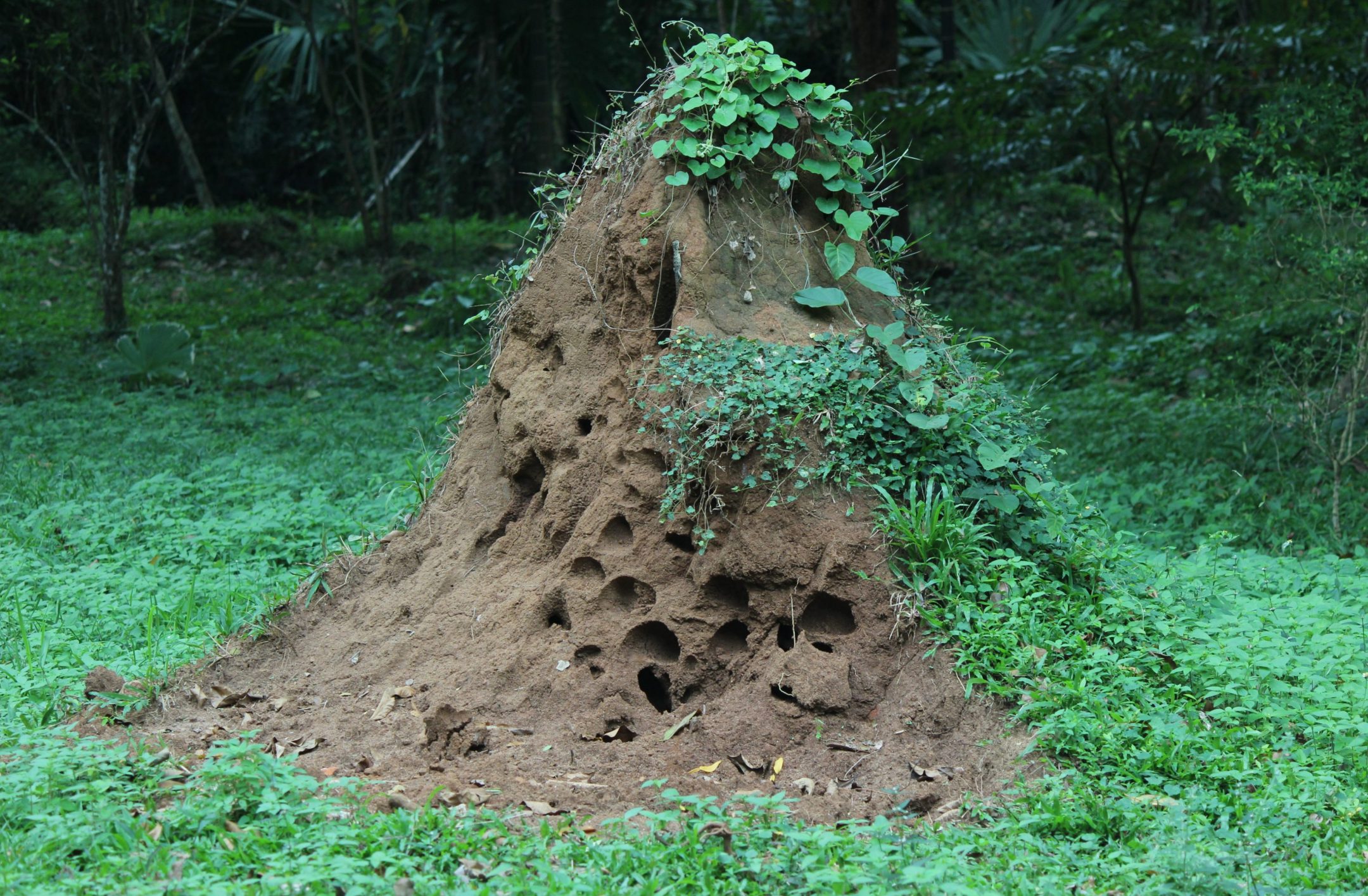 photograph of termite mound with green vegetation around it
