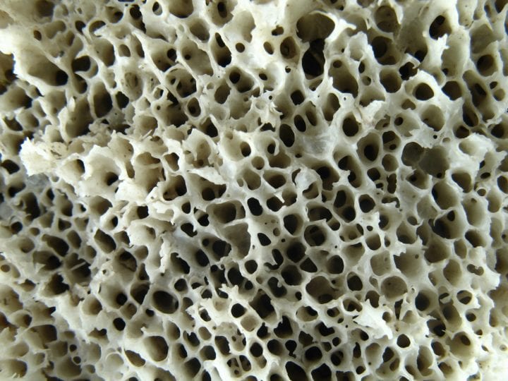 macro view of sponge like human bone structure