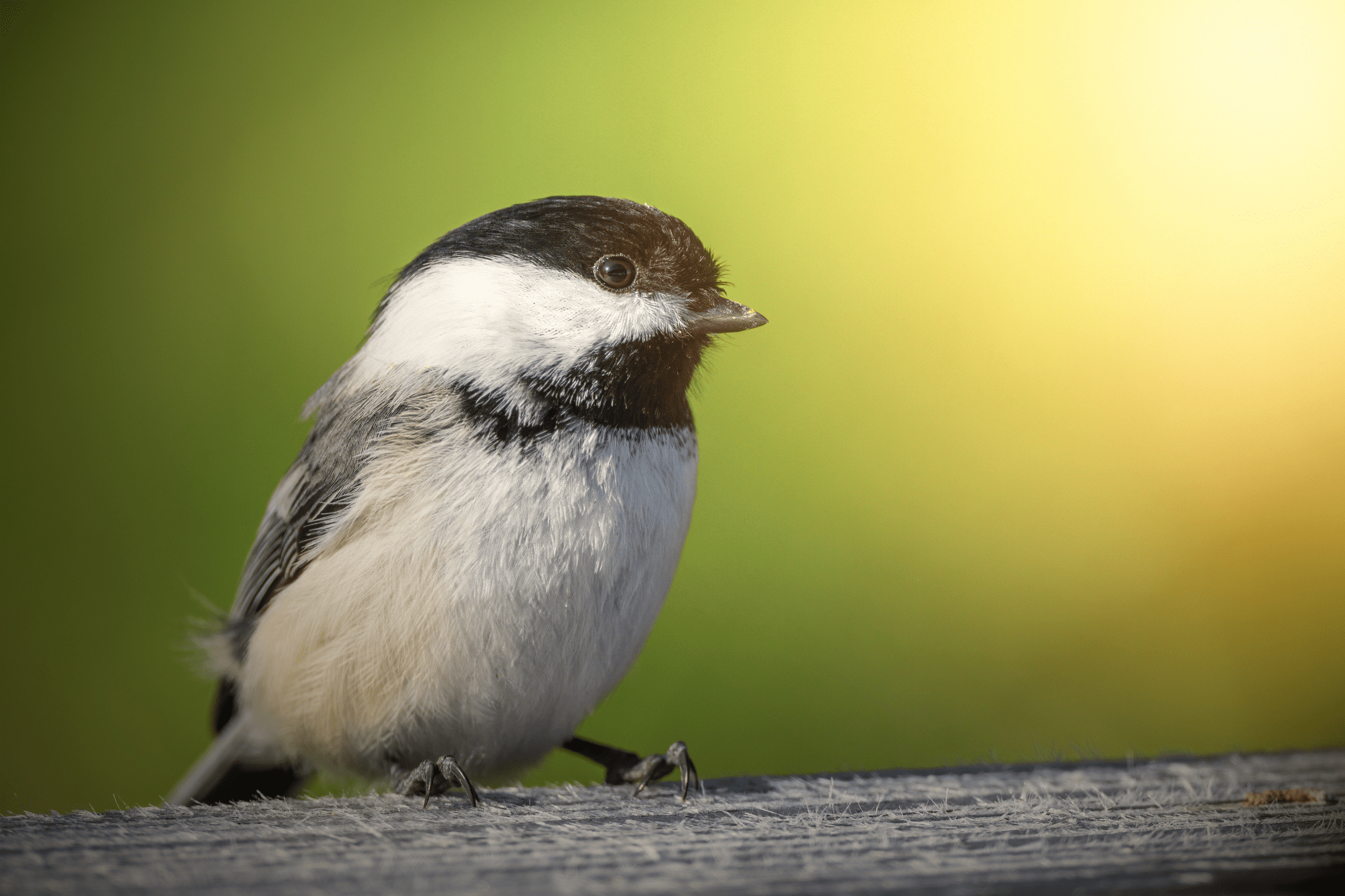white and black bird on brown tree branch