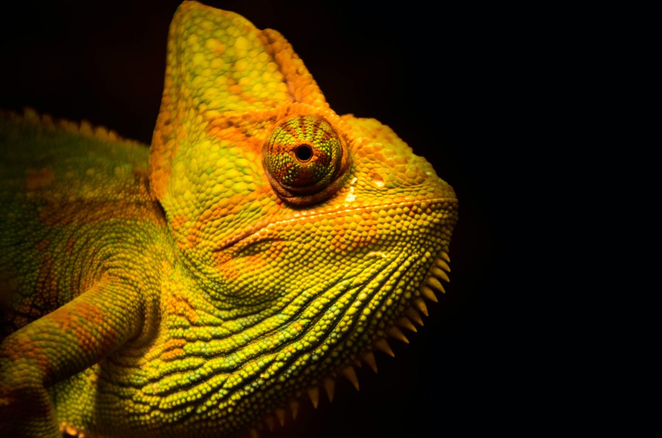 Versatile Gripper Inspired by the Chameleon Tongue — Innovation