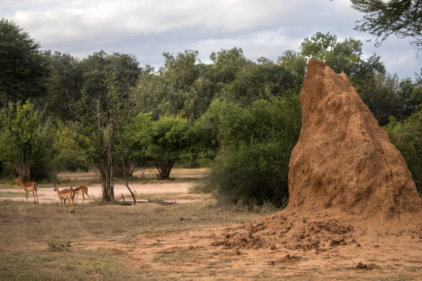 Passively Cooled Building Inspired by Termite Mounds — Innovation ...