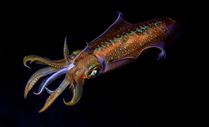 Squid with multiple colors visible on skin