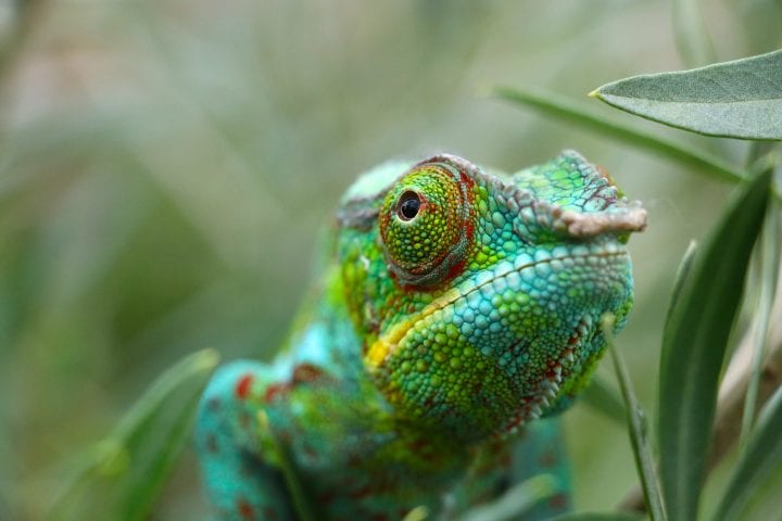 Chameleon crawling toward the viewer