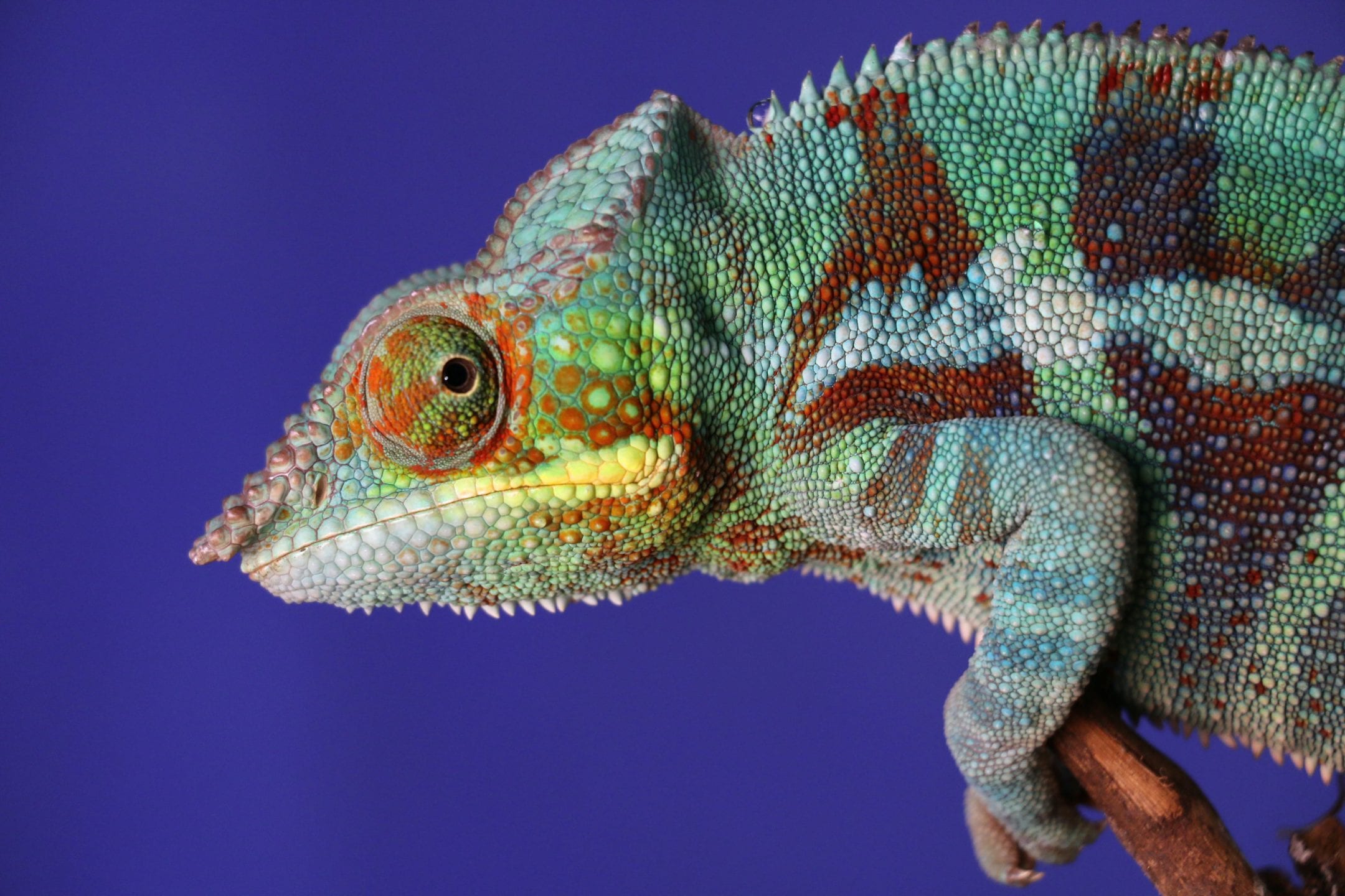 Colorful 3D Printing Inspired by Chameleons — Innovation — AskNature