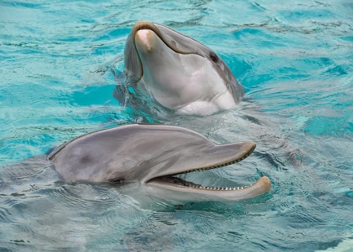 Close-up of two bottlenose dolphins at the water's surface