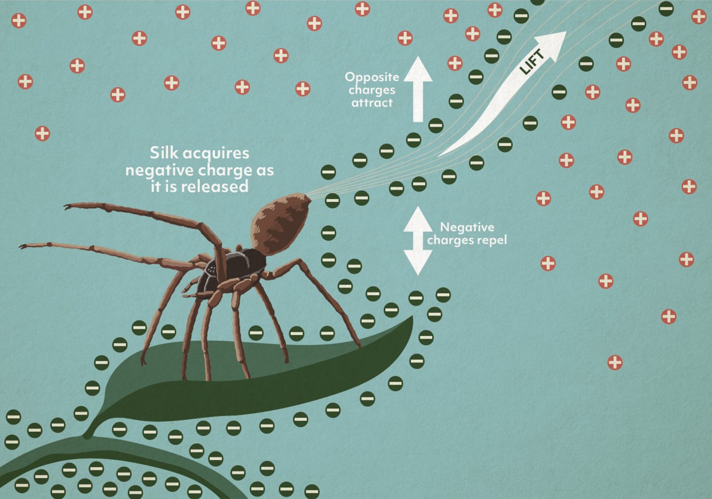 illustration showing the electrical charges of a spider the air around it