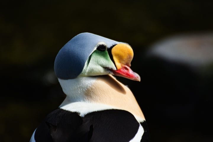 the head and shoulders of a duck with blue and yellow feathers outlined by black stands against a dark background