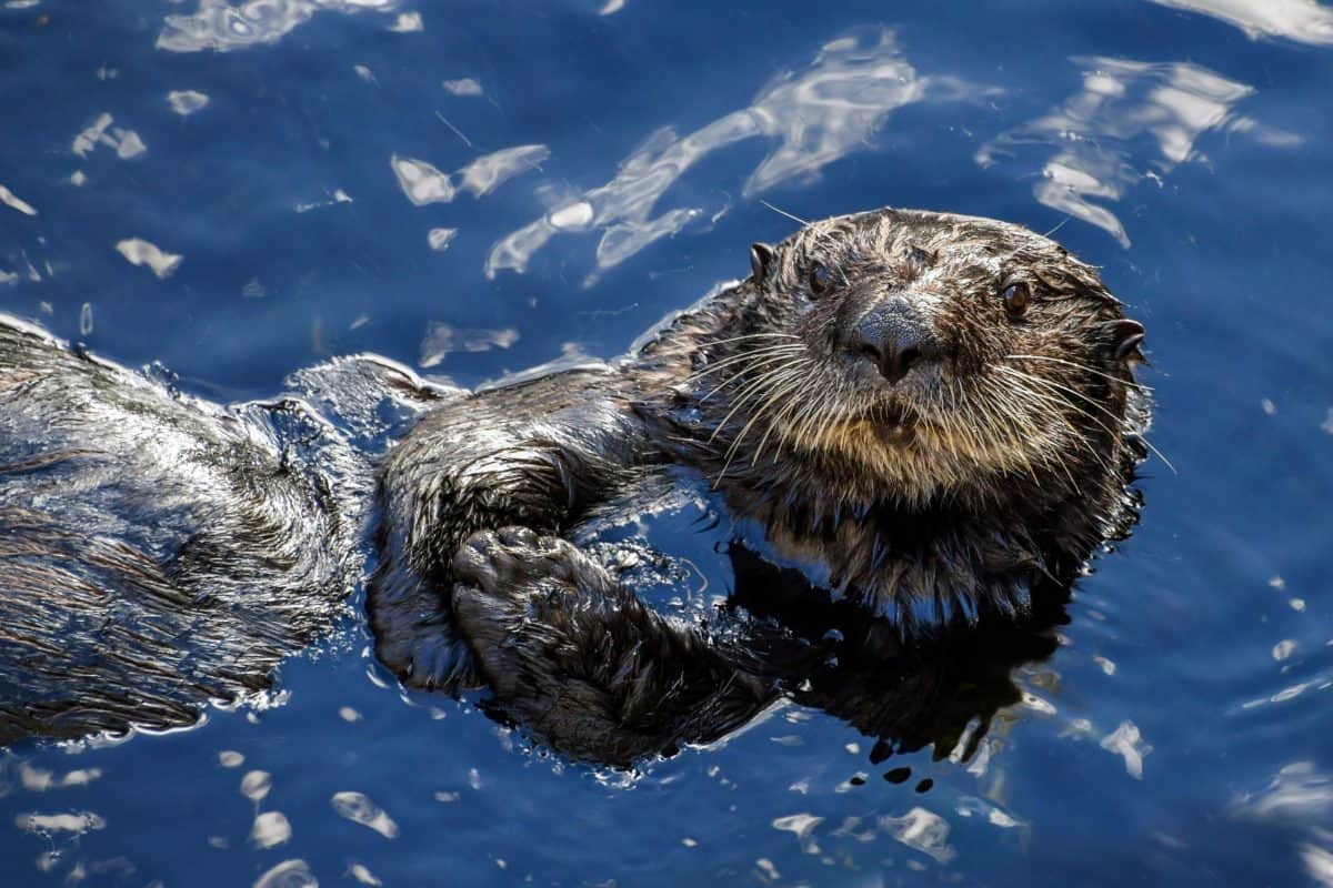 An otter at the water's surface