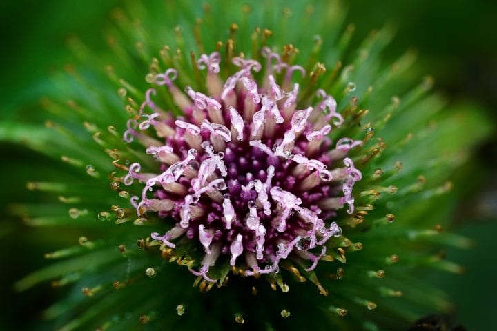 light pink and purple stamen of a burdock surrounded by green and brown drying hooks