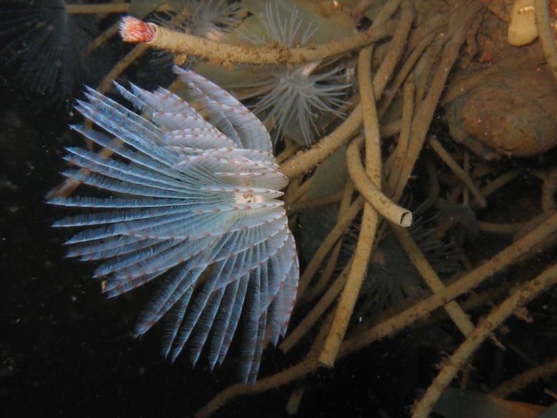 Fine Filaments Filter Water — Biological Strategy — AskNature