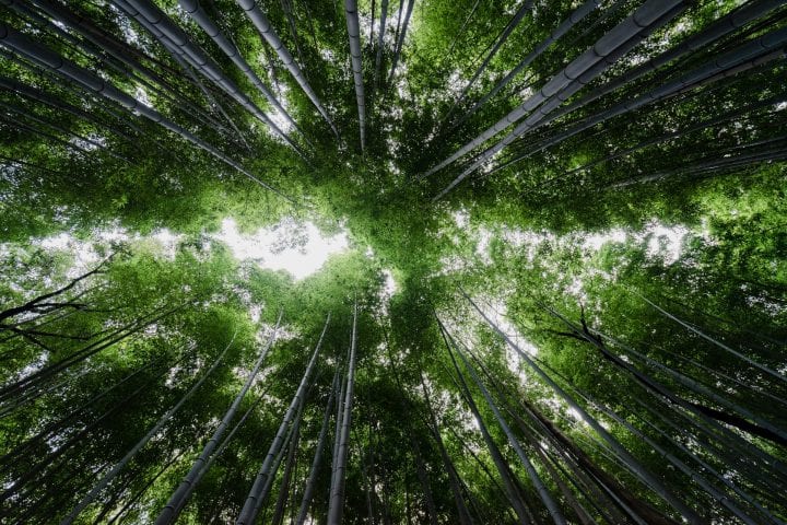 Looking skyward through a bamboo forest