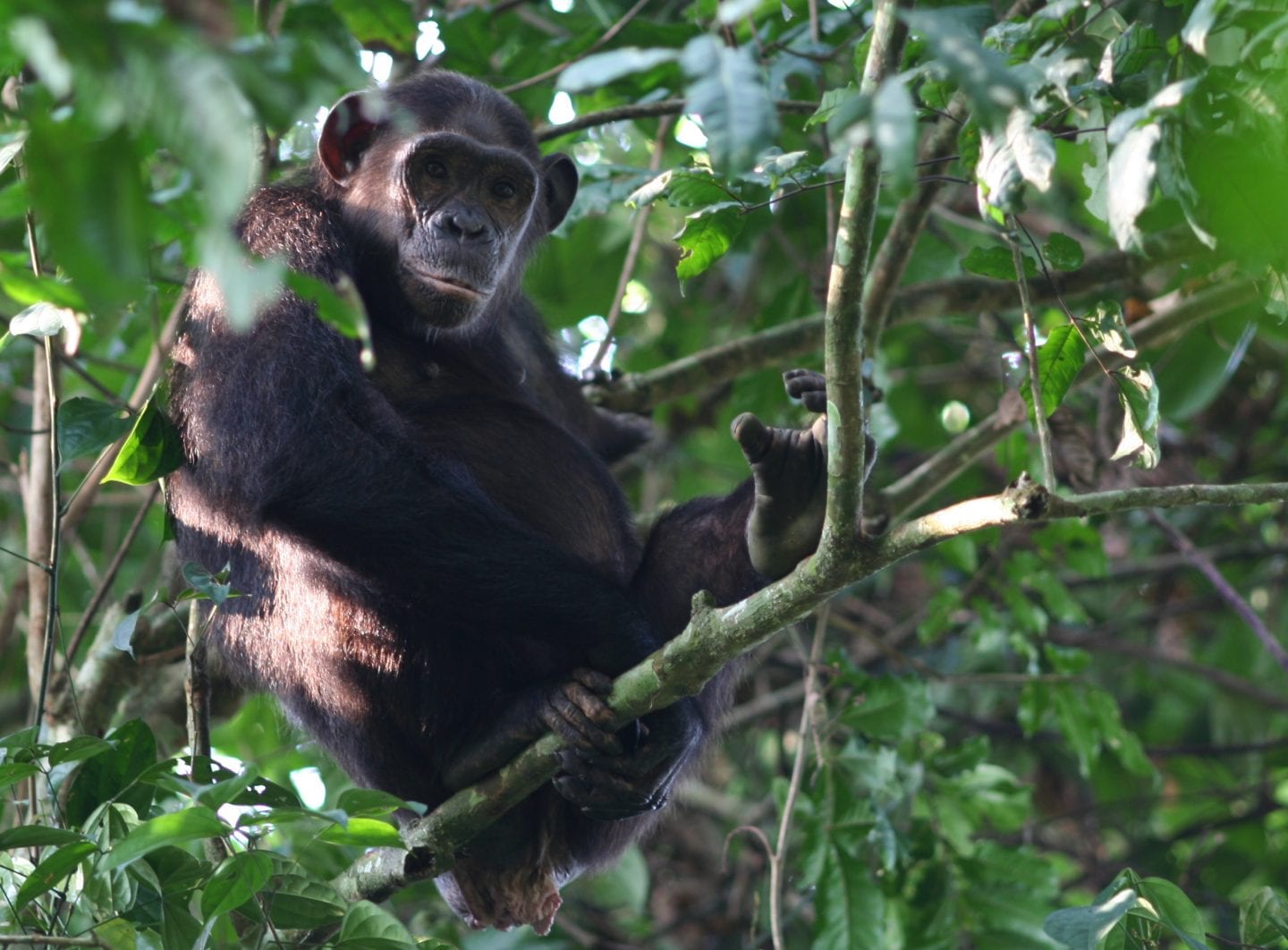Wild chimpanzee in tree