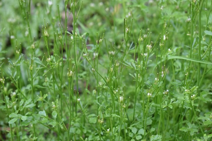 A field of Popping cress (Cardamine hirsuta)