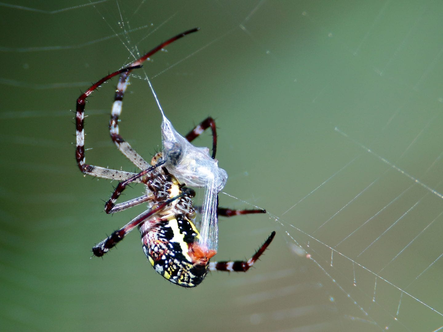 Salt and Squeezing Turn Liquid to Spider Silk — Biological Strategy ...