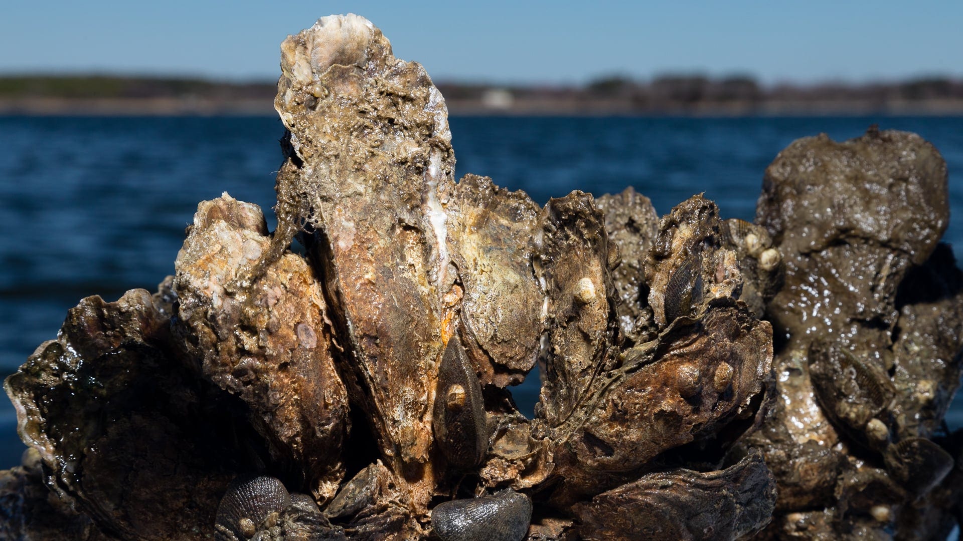 Oysters growing on top of each other