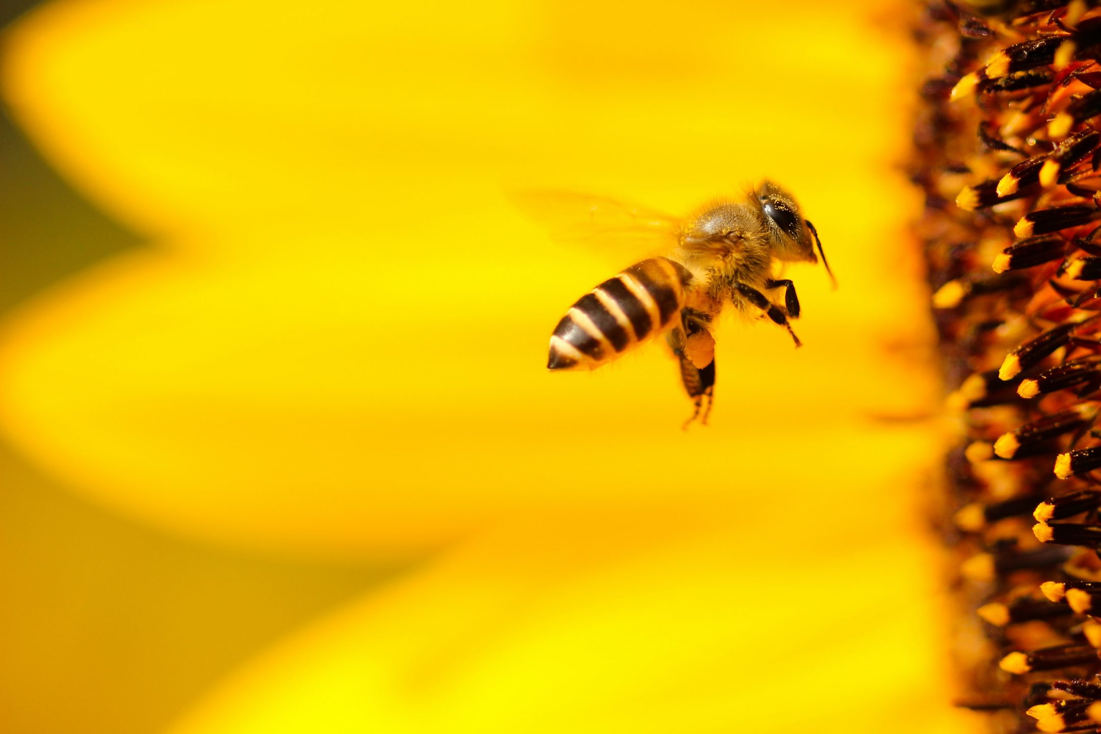 Efficient Wind Turbines Inspired by Insect Wings — Innovation — AskNature