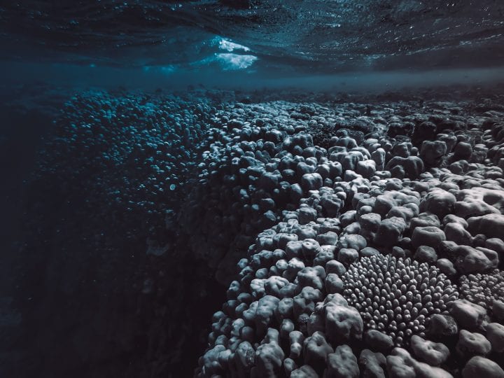 black, white and blue photograph of coral underwater