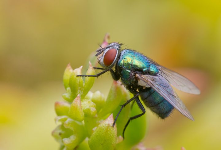 Common green bottle fly