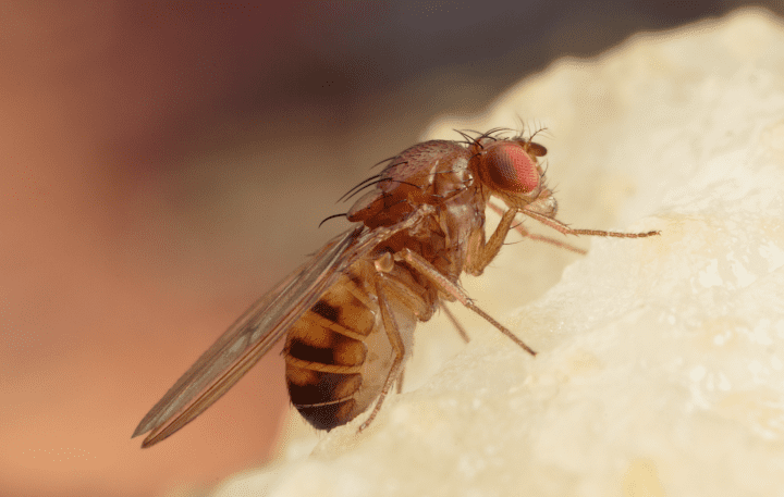 photograph of fruit fly on fruit