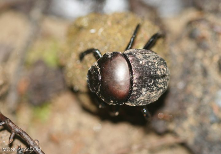 Dung beetle from Borneo