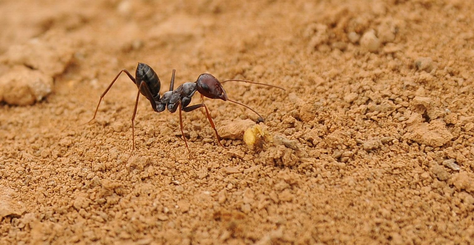 Cataglyphis ant in the Ebro Depression in Spain