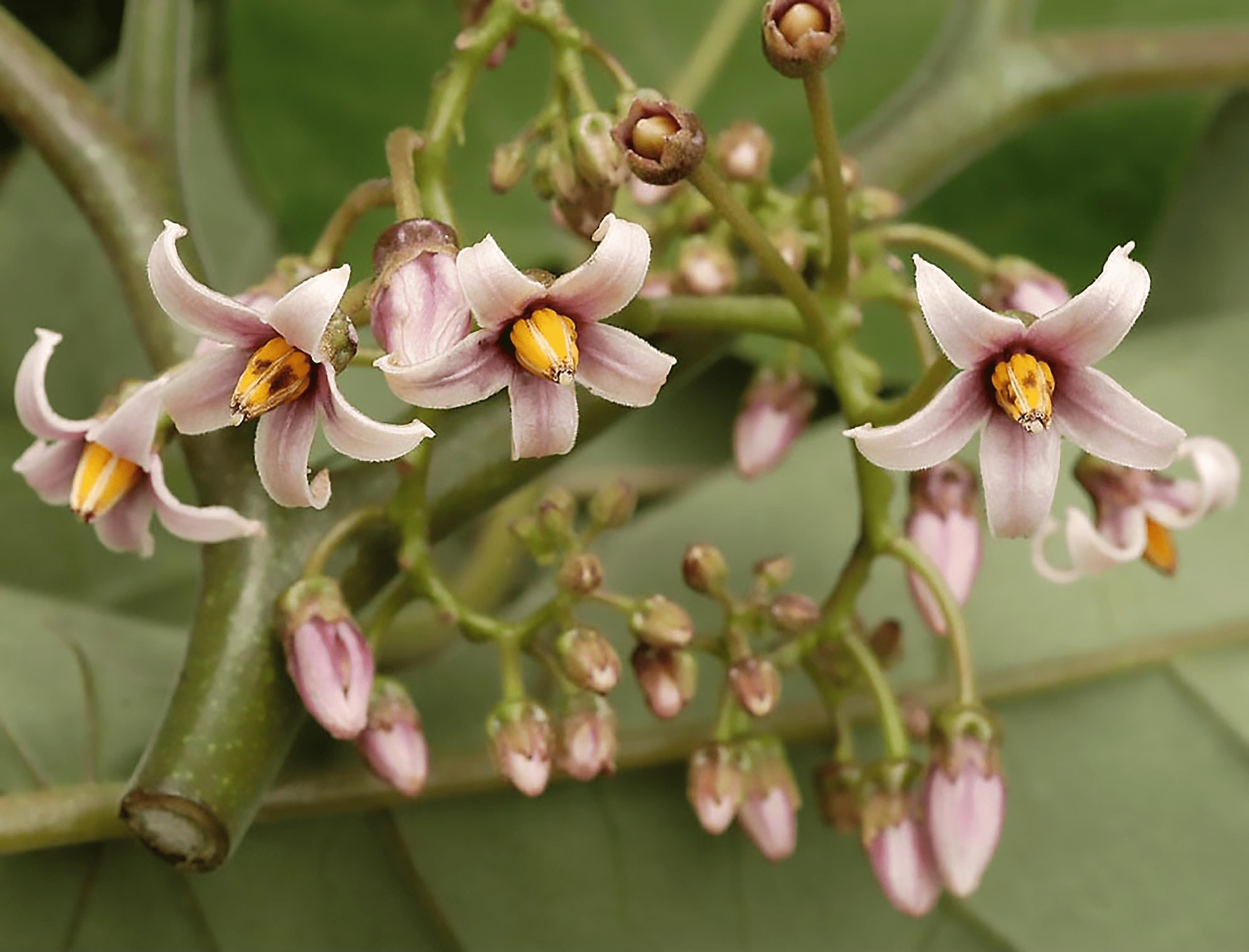 wild potato flower