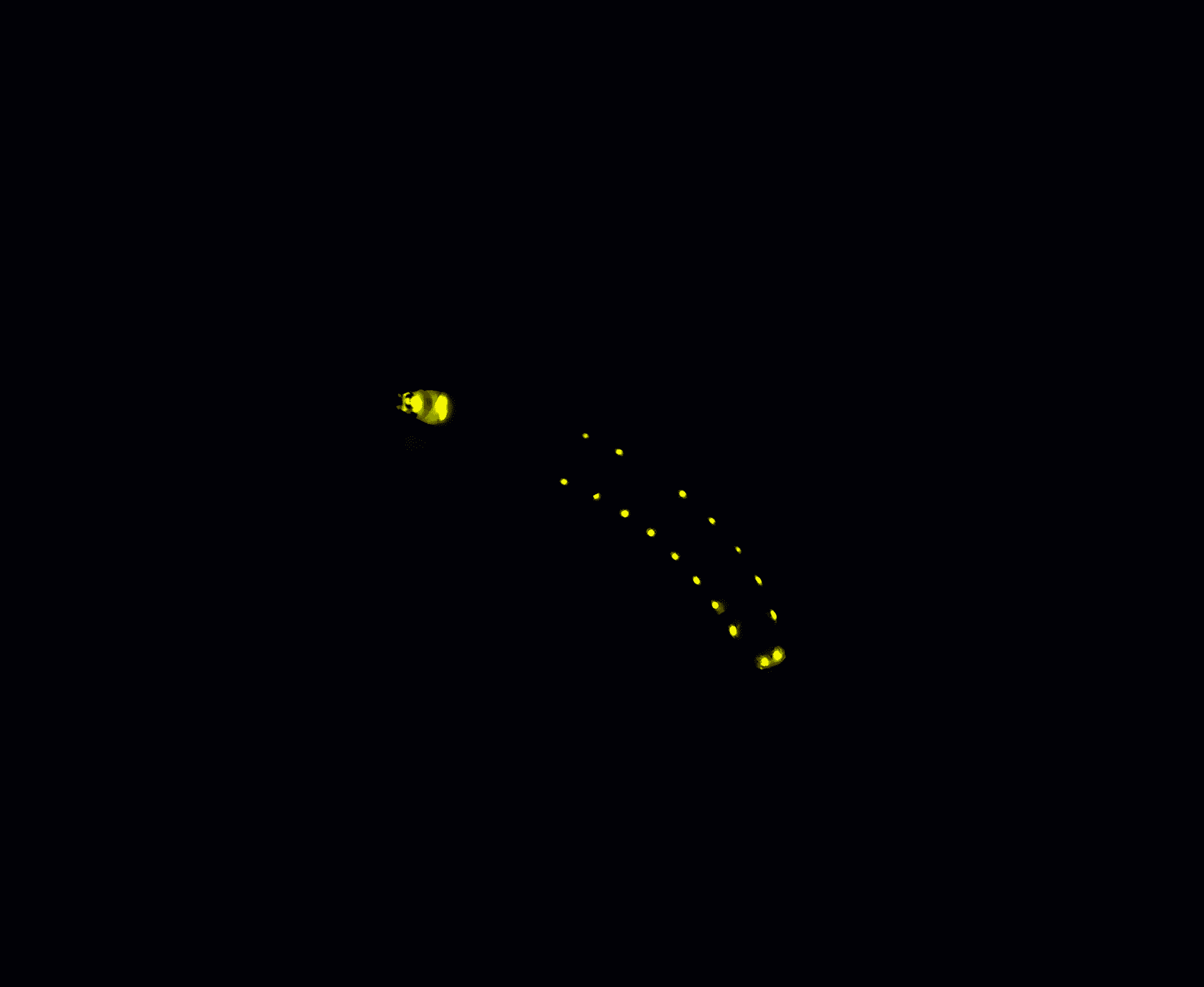 photograph of worm as it glows yellow in darkness